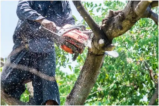 tree services Reinholds